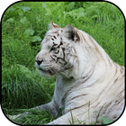 White tiger wallpapers icon