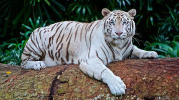 Tigre blanc fonds d'écran et b Affiche