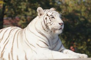 Tigre blanc fonds d'écran et b capture d'écran 1