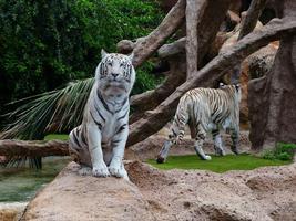 Tigre blanc fonds d'écran et b capture d'écran 2