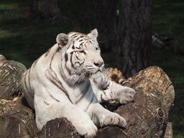 3 Schermata Tigre bianca sfondi e sfondi