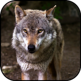 Wolf wallpapers icon