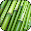 Bamboo wallpapers