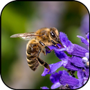 Abeille papiers peints et arri APK