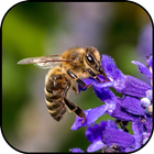 Bee wallpapers icon
