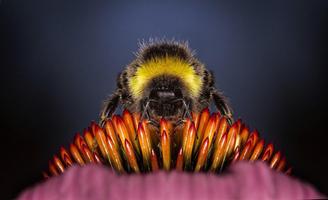 Bee wallpapers 海報