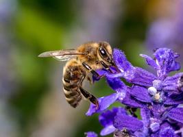 Abeille papiers peints et arri capture d'écran 1