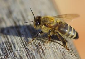 Abeille papiers peints et arri capture d'écran 2