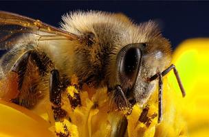 Bee wallpapers 截圖 3