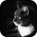 Black and white wallpapers APK