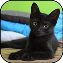 Fond noir et fond de chats APK