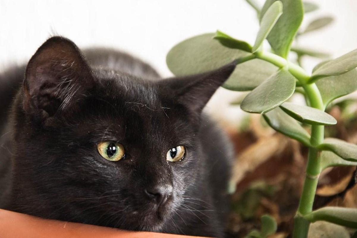 Download Wallpaper Hd Kucing Hitam - New Draft