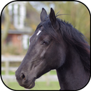 Fond d'écran et fond de cheval APK