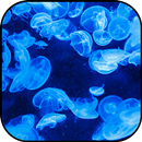 Hình nền màu xanh và hình nền APK