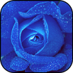 Papéis de parede rosas azuis e