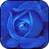 Papéis de parede rosas azuis e ícone