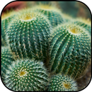 Cactus fond d'écran et fond APK