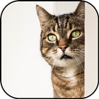 Cat wallpapers آئیکن