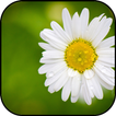 Chamomile wallpapers