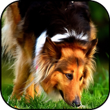 Collie wallpapers আইকন