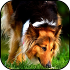 Collie wallpapers आइकन