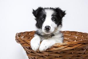 Collie wallpapers पोस्टर