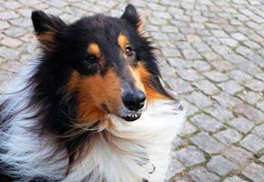 Collie wallpapers स्क्रीनशॉट 2