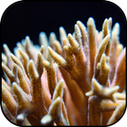 Corals wallpapers icon