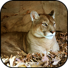 Papéis de parede e fundos puma ícone
