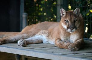 Papéis de parede e fundos puma imagem de tela 1