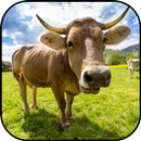 Fond d'écran et fond de vache APK