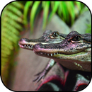 Crocodile wallpapers APK