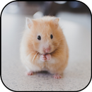 Hình nền hamster dễ thương và  APK