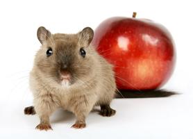 Cute hamster wallpapers 截圖 1