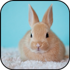 Cute rabbits wallpapers آئیکن