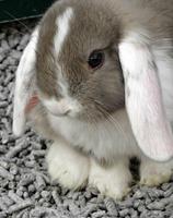 Cute rabbits wallpapers 截圖 1