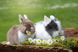 Lapins mignons fond d'écran et capture d'écran 2