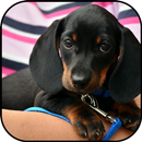 Hình nền dachshund và hình nền APK