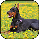 Doberman fondos de pantalla y  APK