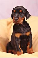 Doberman wallpapers 截圖 3