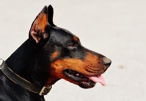 Doberman wallpapers 海報