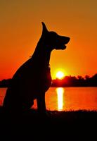 Doberman wallpapers 截圖 1