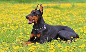 Doberman wallpapers 截圖 2