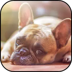 Dogs wallpapers
