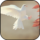 Dove wallpapers APK