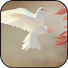 Dove wallpapers icon