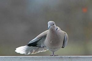 Vogel achtergronden en achterg screenshot 2