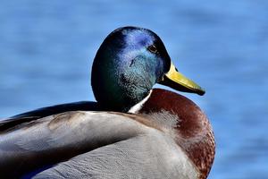 Fond d'écran et fond de canard capture d'écran 1