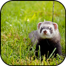 Furet fonds d'écran et backgro APK