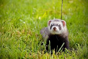 Furet fonds d'écran et backgro Affiche